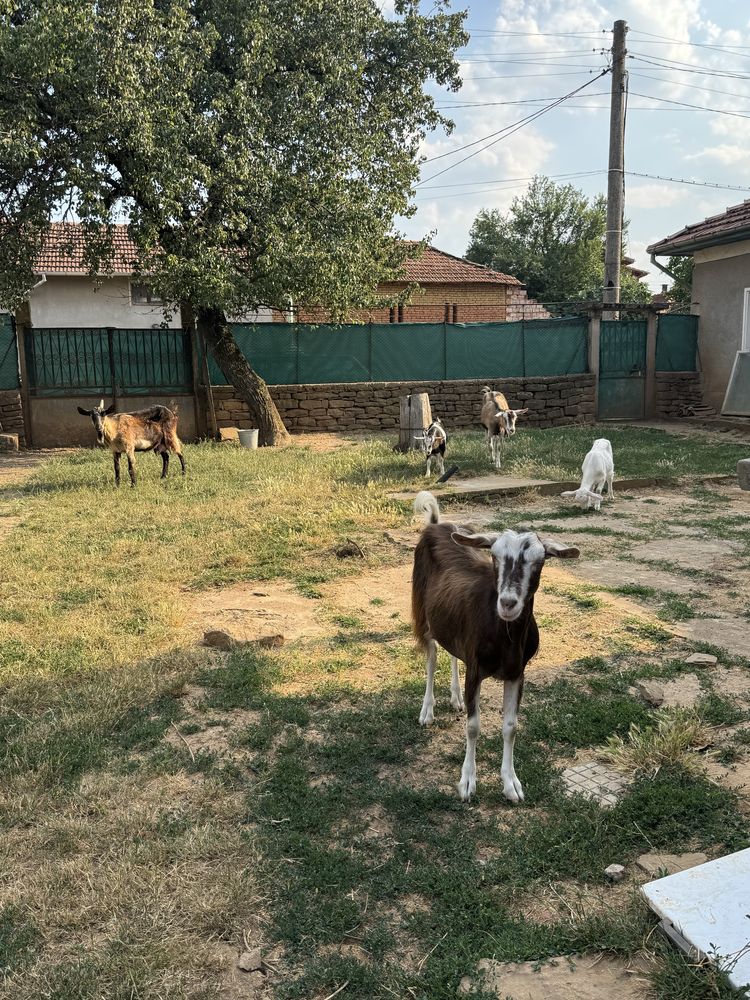 Продавам стадо кози