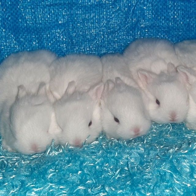 Quyon karlik quyonlar