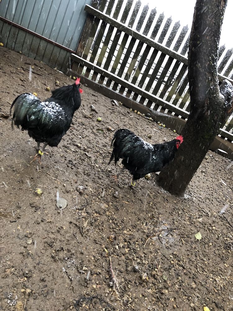 Vând cocosi Australorp Negru