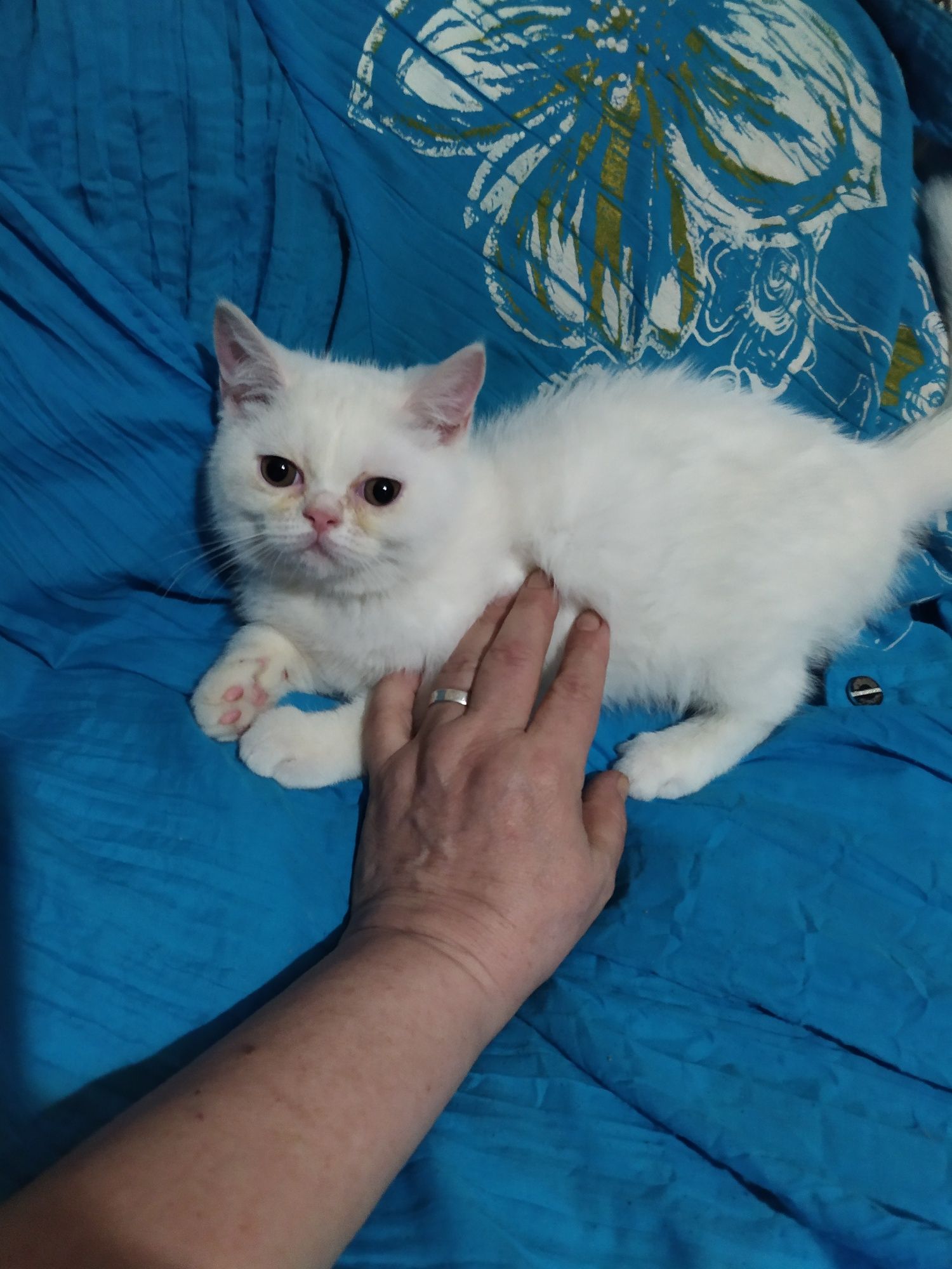 Продаются котята Экзоты и Мачкин
