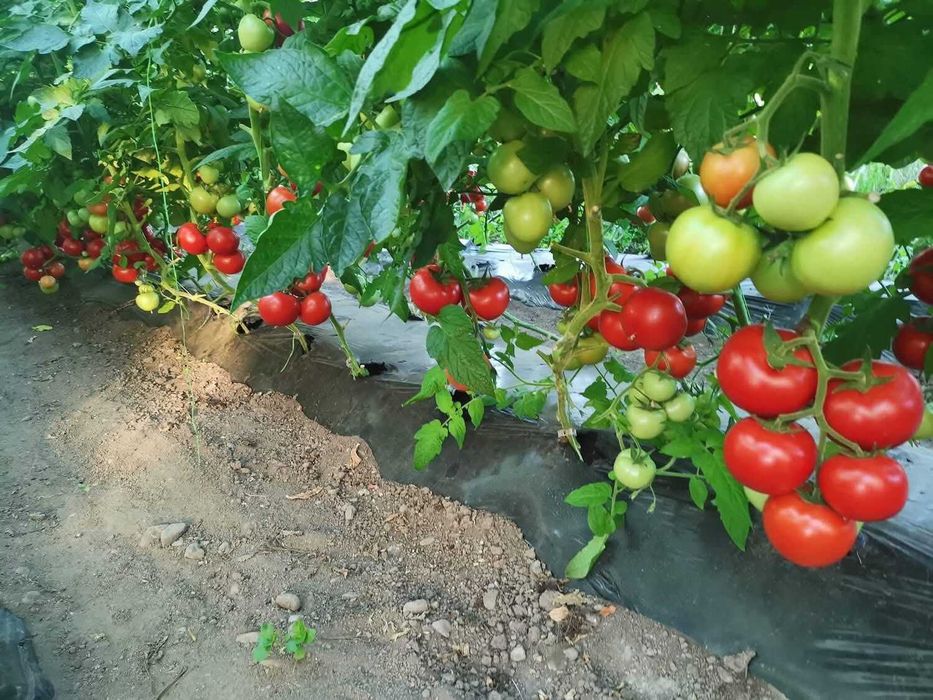 Vand rosii dulci si gustoase crescute ecologic din diverse soiuri