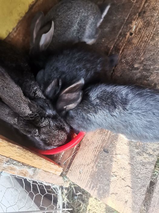 Vând iepuri belgieni, fluturi și uriaș belgian alb.