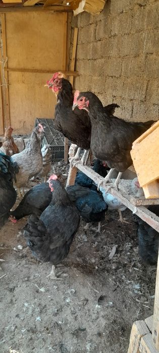 Tovuq xorozla sotiladi Damashniy