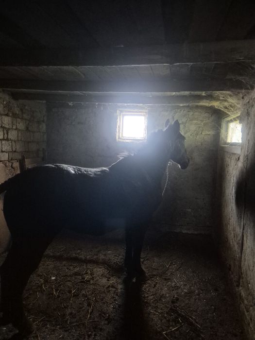 Vand iapa blanda si muncitoare!