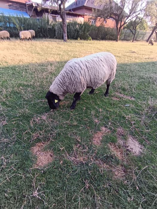 Oi, Berbeci,mielute Suffolk