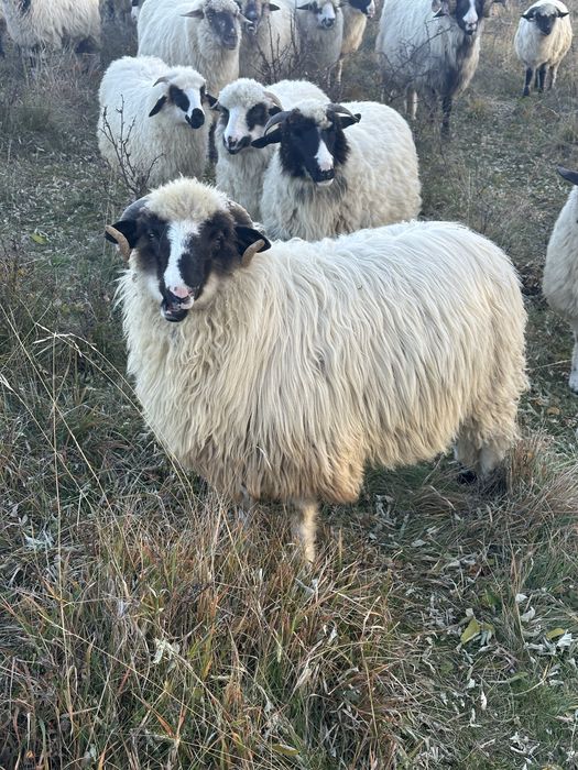 Berbeci brezi foarte frumosi