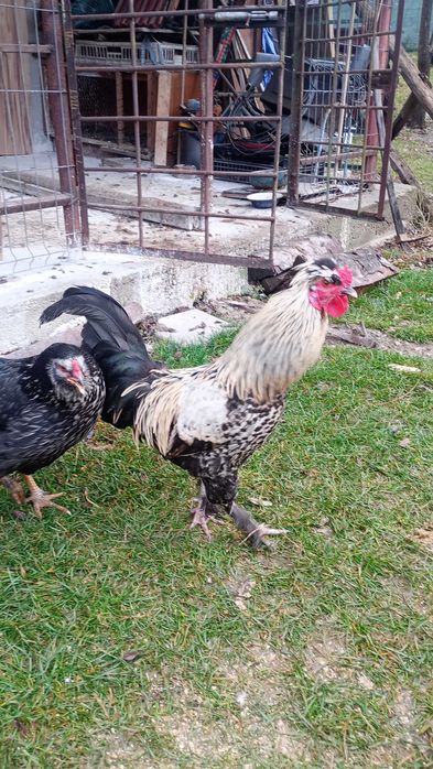 Cocoșei crescuți la curte