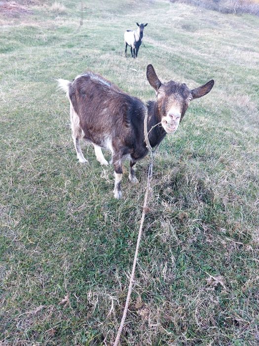 Vând echipa de capre cu țap