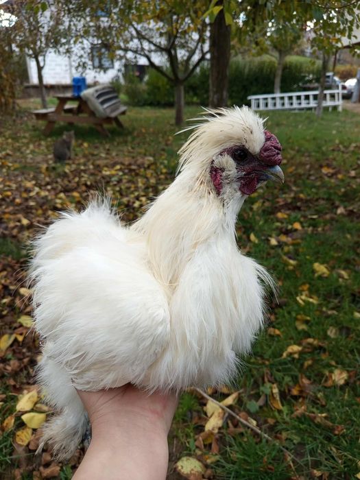 Cocosi orpington  și cocos matase japoneza