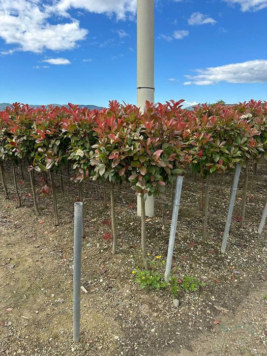 Plante Photinia Red Robin sănătoase cu plantare și transport incluse