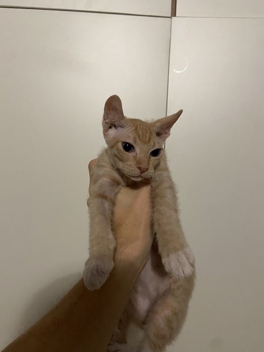 Продам кота сфинкс эльф