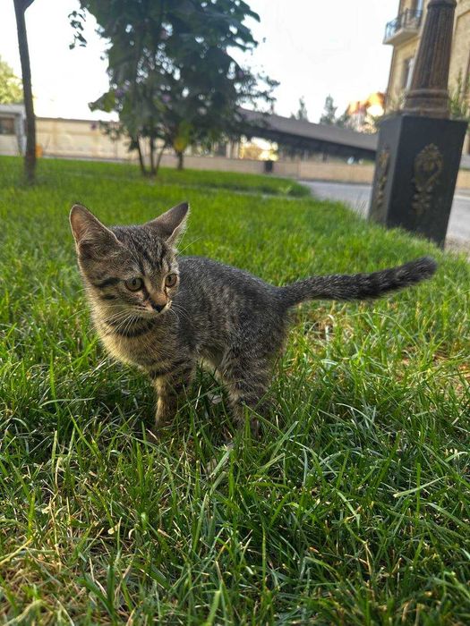 Котенок ищет дом