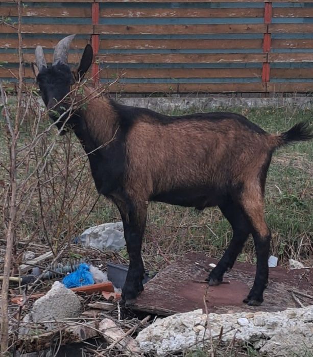 Tap alpin francez original