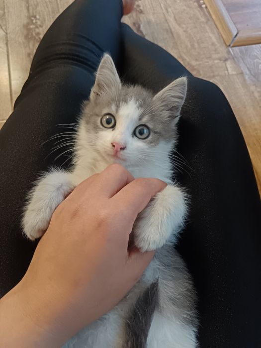 Norvegiana de Pădure