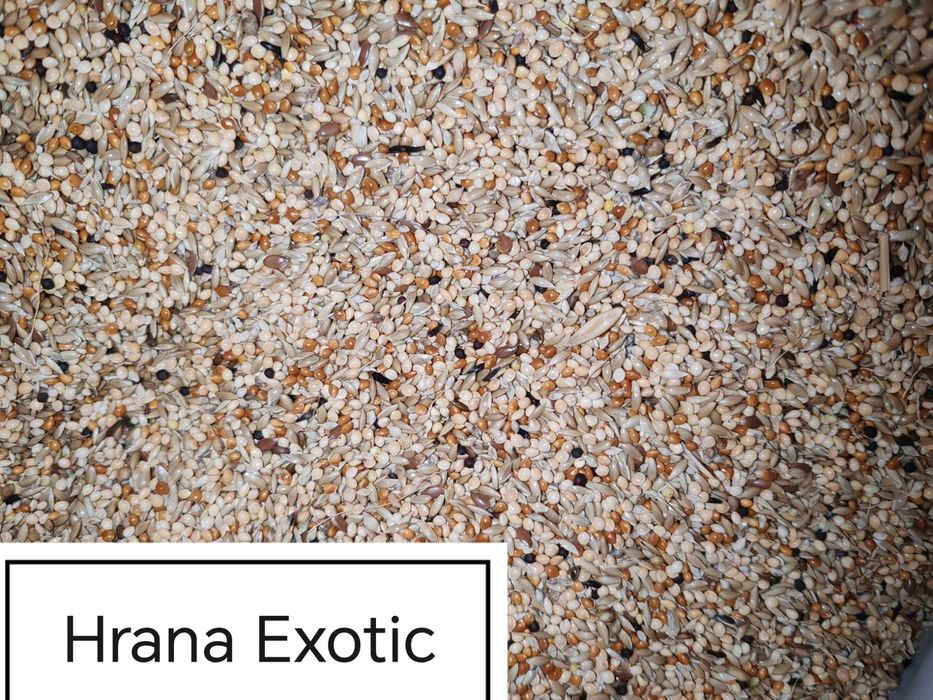 Hrana Peruși,Nimfe Canari,Exotic,Indigen,Papagali Mari