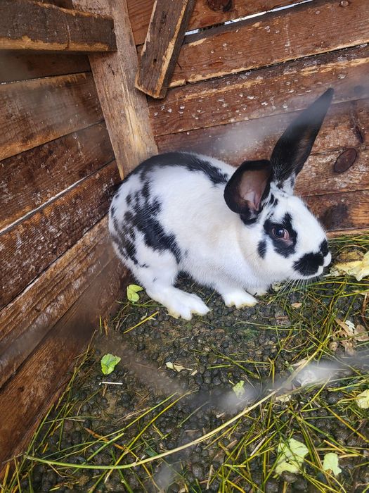 Vând iepuraș Fluture german