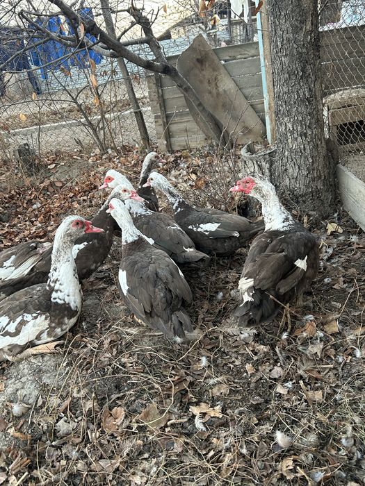 Продам индоуток.