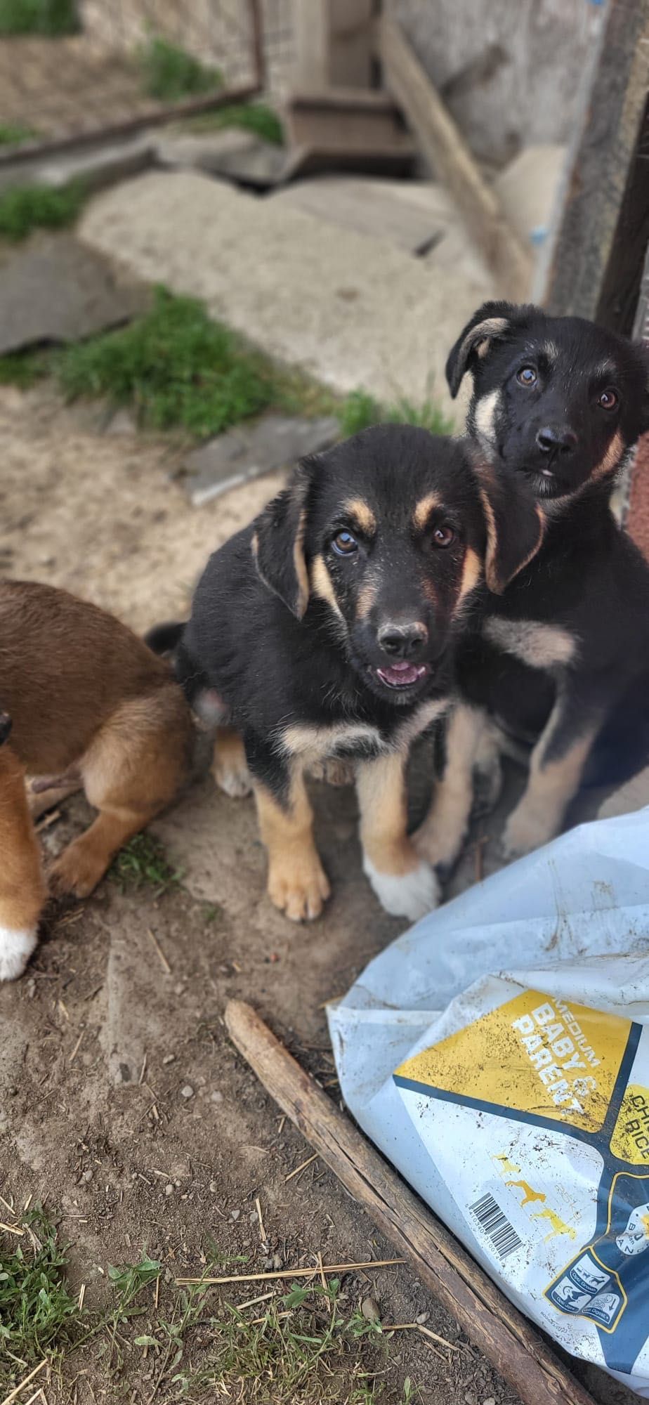 Un cățeluș adorabil își caută familie