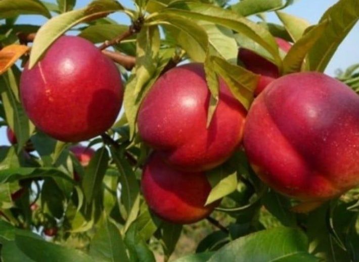 Nectarin (Soiul Champion )