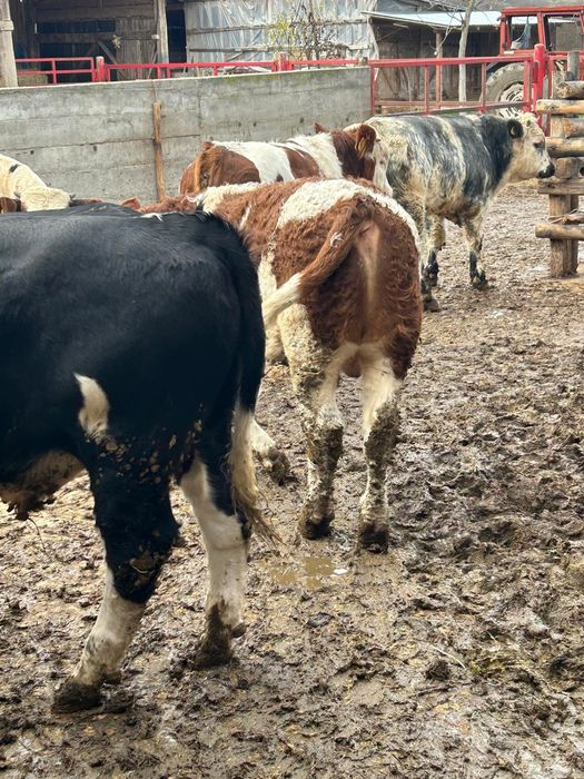 Vând vitei informați la telefon