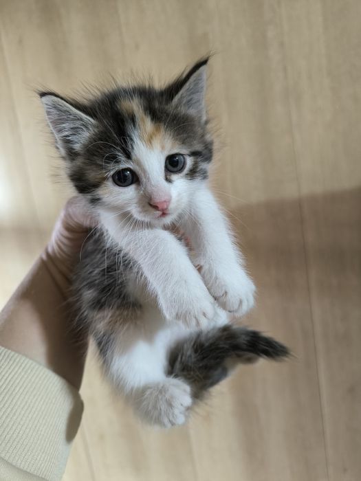Котята бесплатно г.Шу