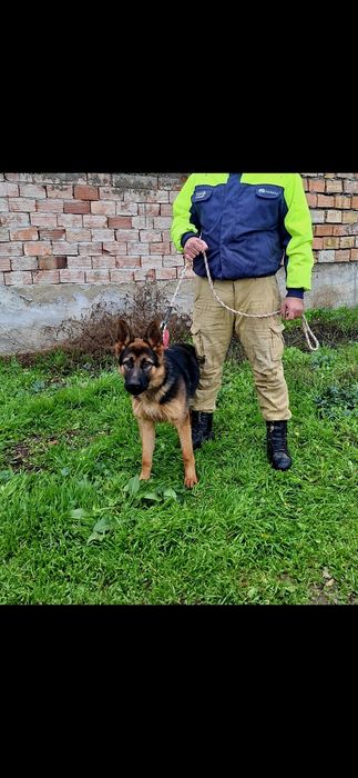 Обучено мъжко немска овчарка
