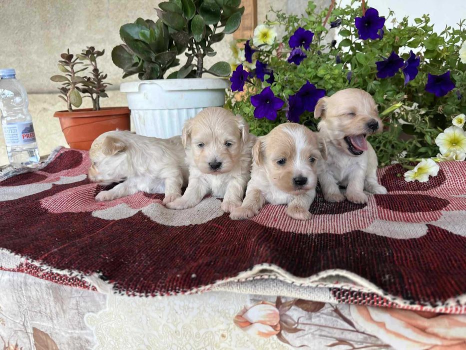 Малтипу (maltpoo)