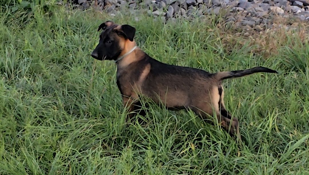 Ciobănesc belgian malinois cu certificat pedigree