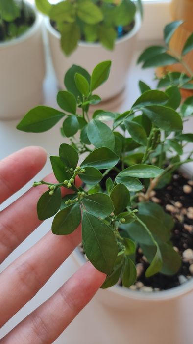 Продам укоренённый черенок мурайи