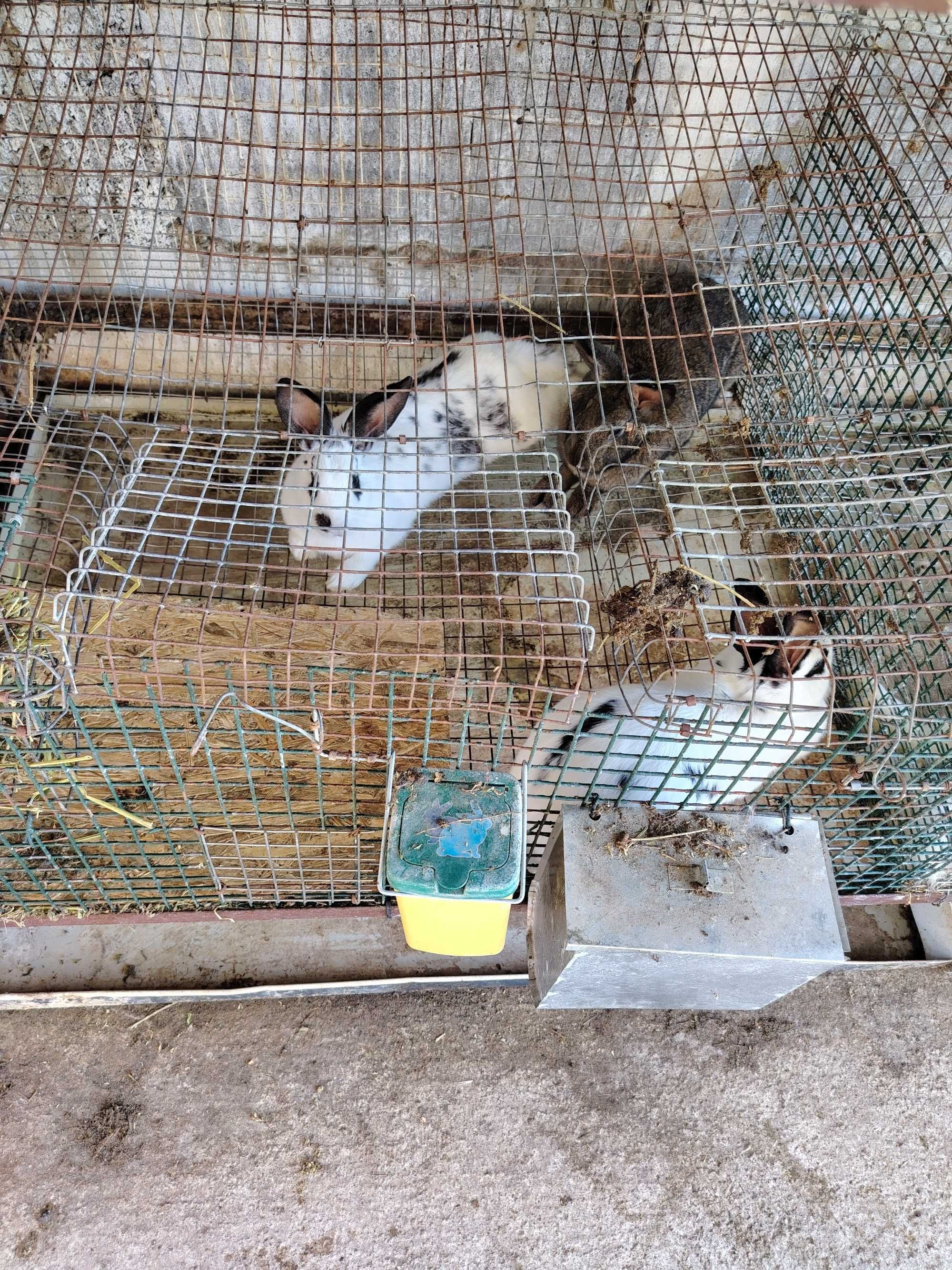 Продавам домашни зайци