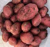 Красный Кугалы картофель