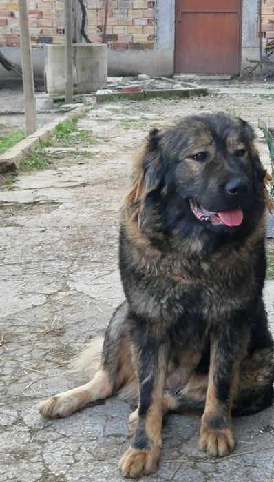Кавказка Овчарка