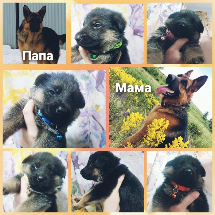 Продажа элитных щенков немецкой овчарки