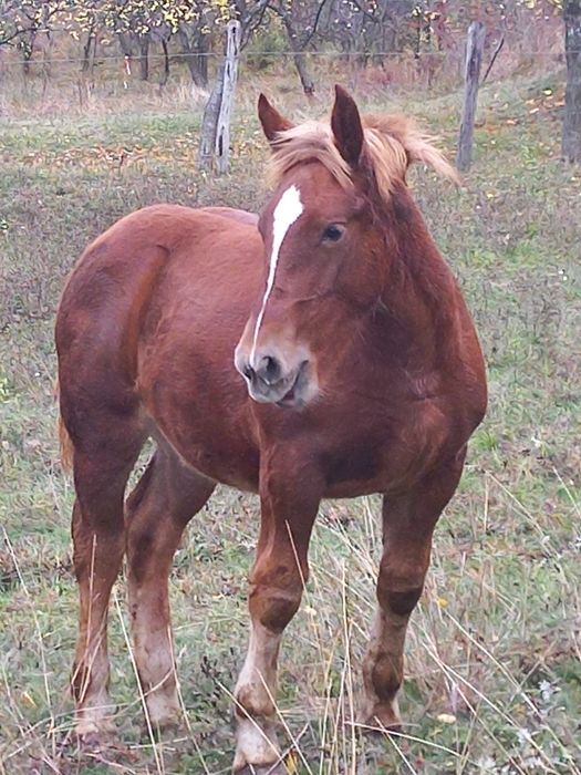 Mânză de vânzare, are 5 luni jumătate!