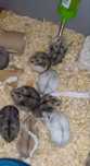 Hamsteri Siberieni