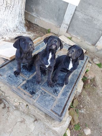 3 fetite cane corso