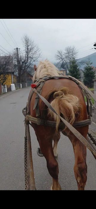 Armăsar de 3 ani de vânzare
