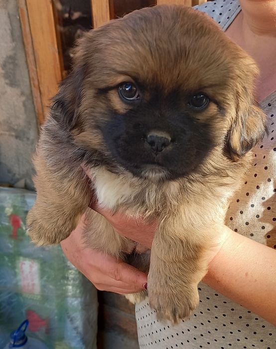 Продаю щенят в хорошие руки