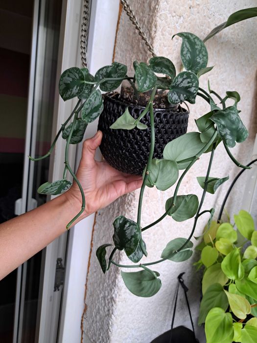 pachet Plante Scindapsus Exotica Philodendron Micans Brasil Tradescant