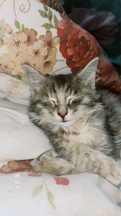 Кошка только добрые руки