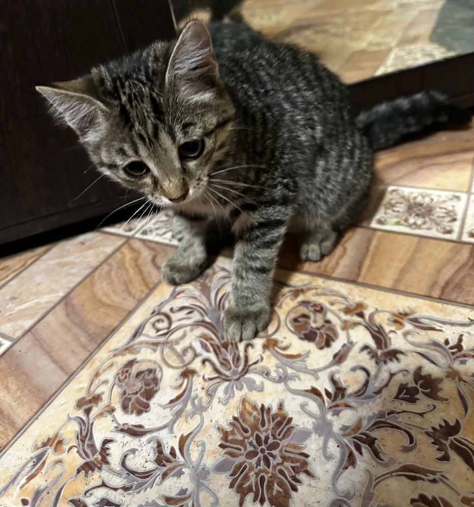 Отдам котенка девочка