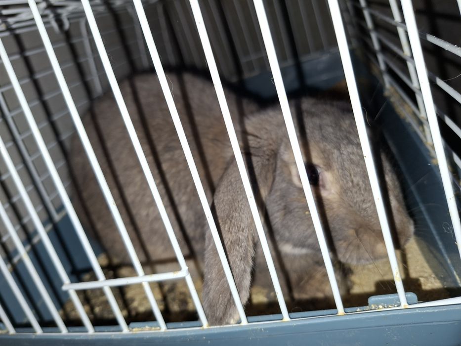 Продам кроликов .Все здоровые