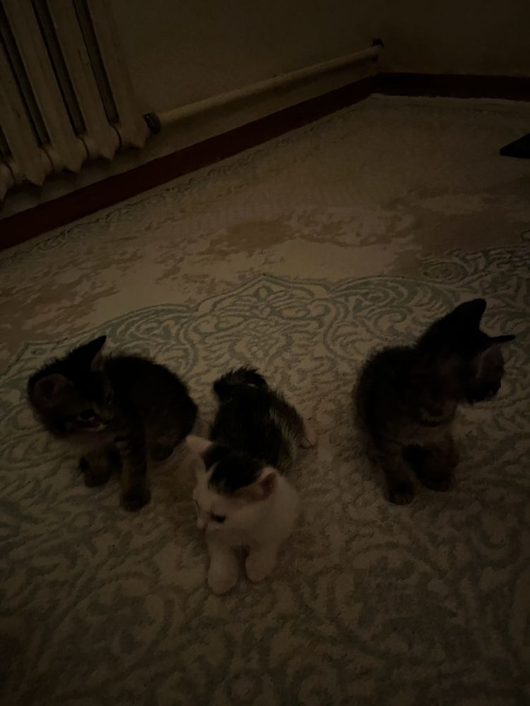 мысық кошка құрттай