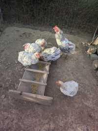 Vând familie de găini araucana