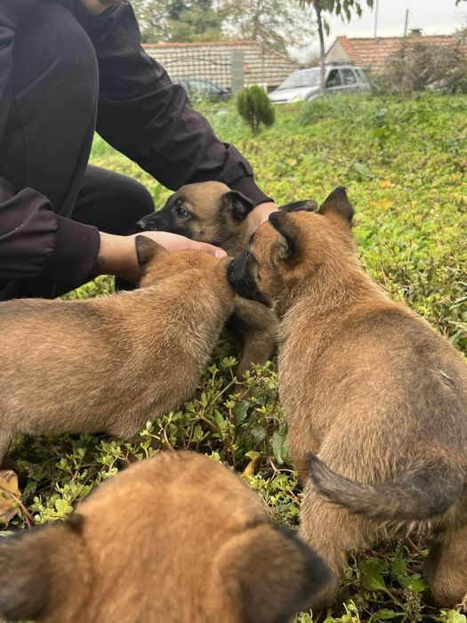 Белгийска овчарка-Малиноа