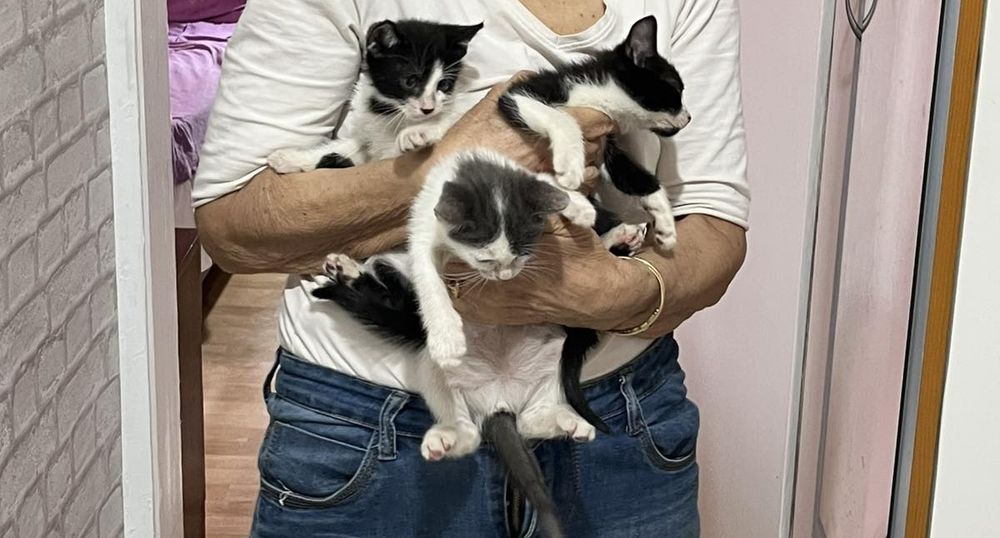 Подаряваме котенца