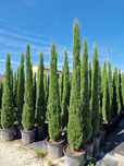 Vand chiparos de italia, totem, chiparos sempervirens, mediteranean