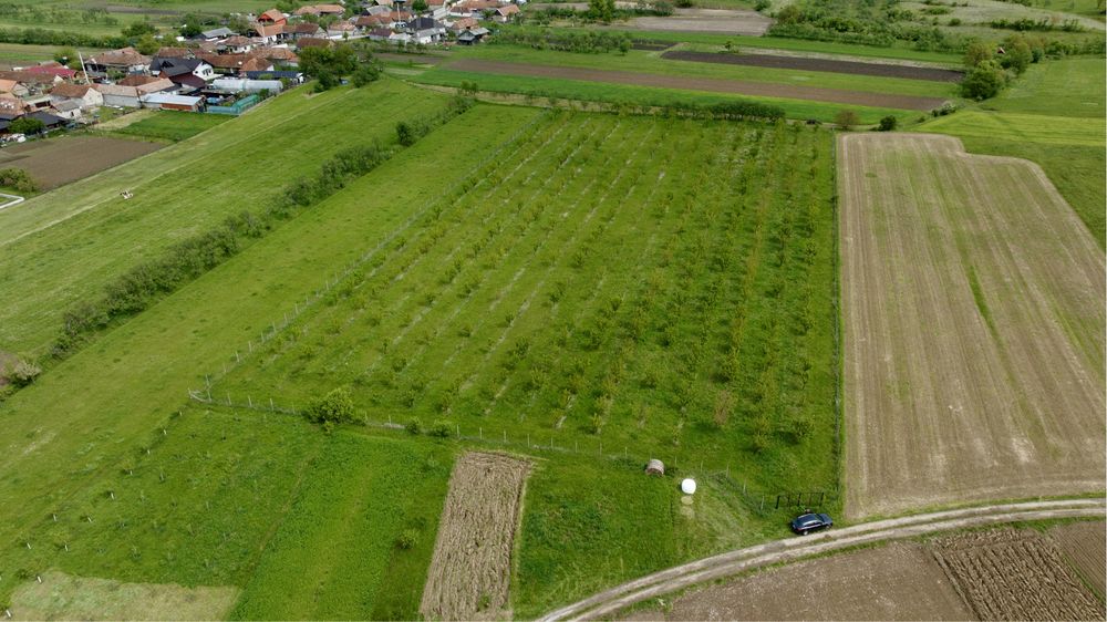 Vand livada de cires 1,4 hectare in com. Auseu