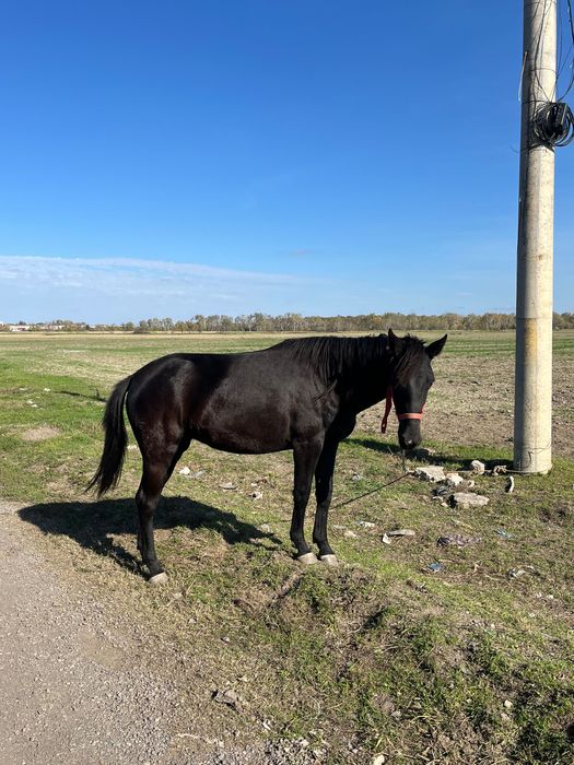 iapa de vânzare  mânză