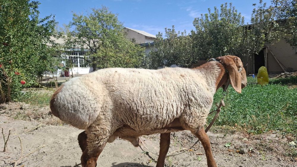 Arashan qo'zi 5 oylik 5.5 mln narxi egzagi sotildi